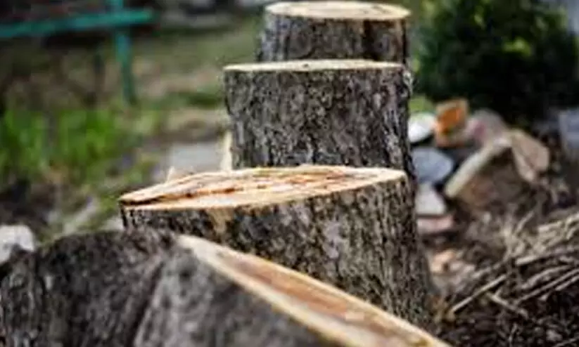 മരംമുറിയിൽ സർക്കാറിന്​ നഷ്​ടമില്ലെന്ന്​ റിപ്പോർട്ട്​ വനം വിജിലൻസ്​ റിപ്പോർട്ട്​; പ്രതിക്കൂട്ടിൽ റവന്യൂ വകുപ്പ്