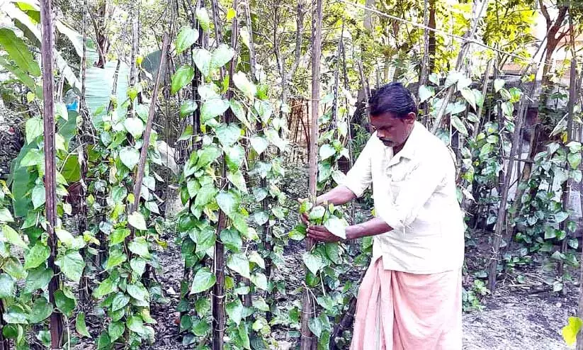 കോവിഡും ലോക്ഡൗണും: വെറ്റിലക്കർഷകർ ദുരിതത്തിൽ കോവിഡും ലോക്ഡൗണും: വെറ്റിലക്കർഷകർ ദുരിതത്തിൽ