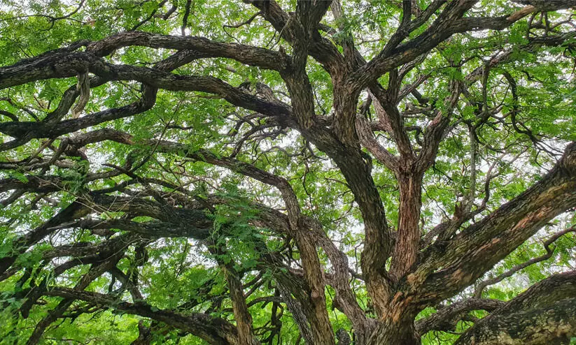 പ​ട്ട​യ ഭൂ​മി​യിലെ മരങ്ങൾ: ക​ണ​ക്കെ​ടു​പ്പി​ന് ക​ട​മ്പ​ക​ളേ​റെ; മന്ത്രിക്ക്​ നൽകിയത്​ അപൂർണമായ കണക്ക്​