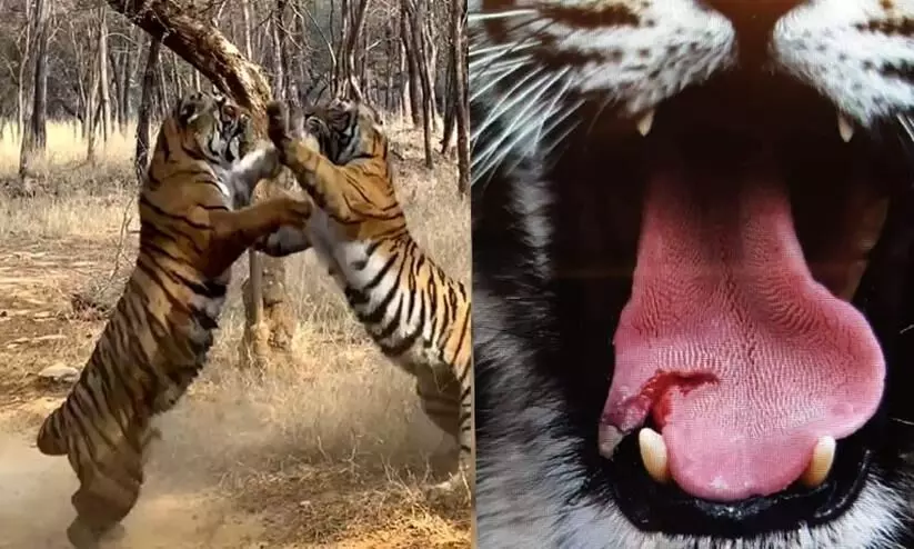 Ranthambore Reserve to shift tigress out over fights with sibling