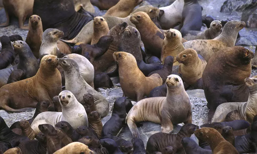 കടല് സിംഹങ്ങള് കീഴടക്കി ചിലിയിലെ ബീച്ച്; തീരത്തെത്തിയത് 300ലേറെ കടല് സിംഹങ്ങള് -VIDEO കടല് സിംഹങ്ങള് കീഴടക്കി ചിലിയിലെ ബീച്ച്; തീരത്തെത്തിയത് 300ലേറെ കടല് സിംഹങ്ങള് -VIDEO