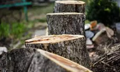 മരംമുറിയിൽ സർക്കാറിന്​ നഷ്​ടമില്ലെന്ന്​ റിപ്പോർട്ട്​ വനം വിജിലൻസ്​ റിപ്പോർട്ട്​; പ്രതിക്കൂട്ടിൽ റവന്യൂ വകുപ്പ്