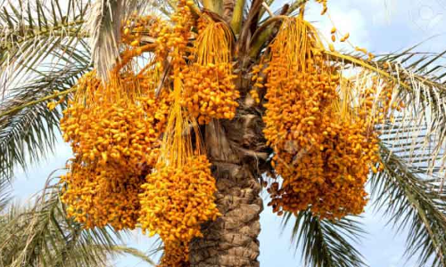 ഈ​ത്ത​പ്പ​ഴ ഉ​ൽ​പാ​ദ​നം: സൗ​ദി അ​റേ​ബ്യ ലോ​ക​ത്തി​ൽ ര​ണ്ടാ​മ​ത്