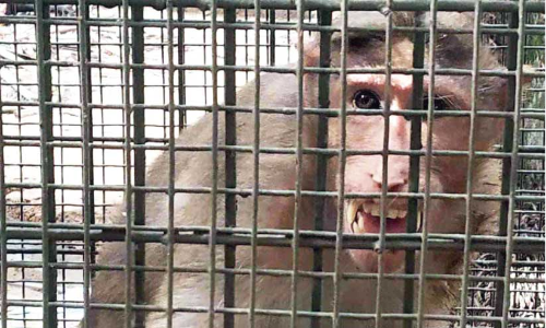 ശ​ല്യ​ക്കാ​ര​നാ​യ കു​ര​ങ്ങി​നെ പി​ടി​കൂ​ടി