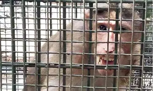 ശ​ല്യ​ക്കാ​ര​നാ​യ കു​ര​ങ്ങി​നെ പി​ടി​കൂ​ടി