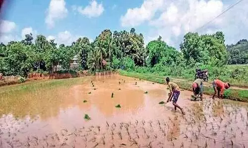 പ്ര​തീ​ക്ഷ​യോ​ടെ ഒ​ന്നാം വി​ള ന​ടീ​ലു​മാ​യി ക​ര്‍ഷ​ക​ര്‍