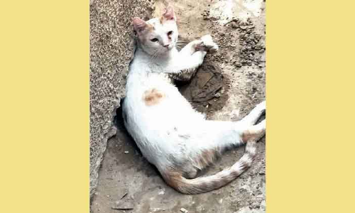 50 ഡി​ഗ്രി​യും ക​ട​ന്ന്​ ചൂ​ട്​; വെ​ന്തു​രു​കു​ന്നു