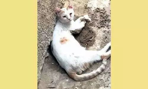 50 ഡിഗ്രിയും കടന്ന് ചൂട്; വെന്തുരുകുന്നു 50 ഡിഗ്രിയും കടന്ന് ചൂട്; വെന്തുരുകുന്നു