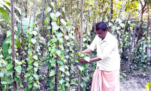 കോവിഡും ലോക്ഡൗണും: വെറ്റിലക്കർഷകർ ദുരിതത്തിൽ