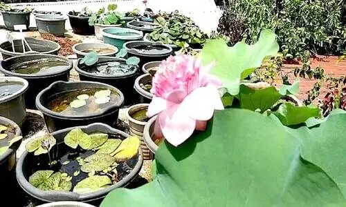 സഹസ്രദളം താമരപ്പൂവ്​ മട്ടുപ്പാവിൽ വിരിഞ്ഞു