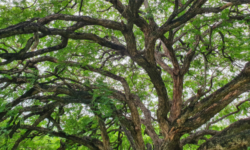 പ​ട്ട​യ ഭൂ​മി​യിലെ മരങ്ങൾ: ക​ണ​ക്കെ​ടു​പ്പി​ന് ക​ട​മ്പ​ക​ളേ​റെ; മന്ത്രിക്ക്​ നൽകിയത്​ അപൂർണമായ കണക്ക്​