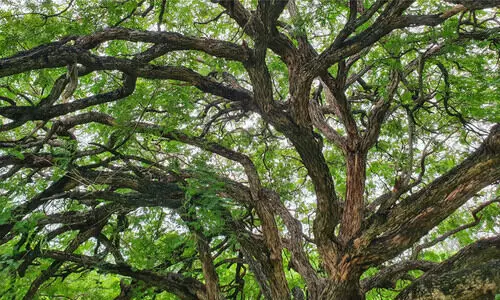 പ​ട്ട​യ ഭൂ​മി​യിലെ മരങ്ങൾ: ക​ണ​ക്കെ​ടു​പ്പി​ന് ക​ട​മ്പ​ക​ളേ​റെ; മന്ത്രിക്ക്​ നൽകിയത്​ അപൂർണമായ കണക്ക്​