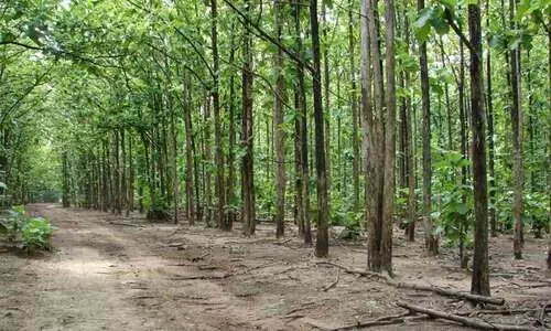 വെട്ടിക്കടത്തിയ തേക്ക് റേഞ്ച് ഓഫിസറുടെ ഭാര്യയുടെ പേരിലുള്ള കെട്ടിടത്തിൽ
