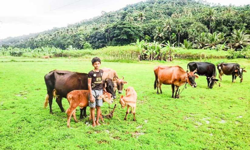 13കാരൻ മാത്യു, 13 പശുക്കളുടെ പരിപാലകൻ