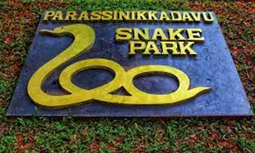 പറശ്ശിനിക്കടവ്​ സ്​നേക്​ പാർക്​ ഇന്നു​ തുറക്കും; രാ​വി​ലെ എ​ട്ടു മു​ത​ൽ വൈ​കീ​ട്ട്​ അ​ഞ്ചു വ​രെ​യാ​ണ്​ സ​ന്ദ​ർ​ശ​ന സ​മ​യം
