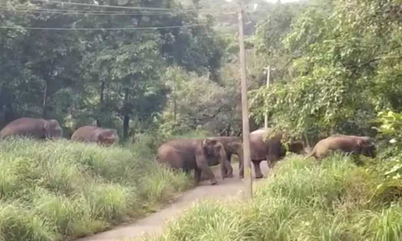 wild elephants wild elephants