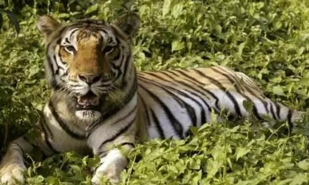 വെടിവയ്പില്‍ കടുവ കൊല്ലപ്പെട്ട സംഭവം:  വനംവകുപ്പ് ഉദ്യോഗസ്ഥനെ സസ്പെന്‍റ് ചെയ്തു