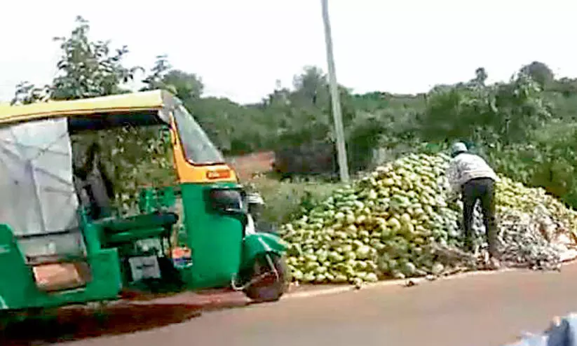 വിലത്തകർച്ചയും ഫംഗസ് ബാധയും; ബംഗളൂരുവിൽ മാമ്പഴം റോഡിൽ തള്ളി കർഷകർ