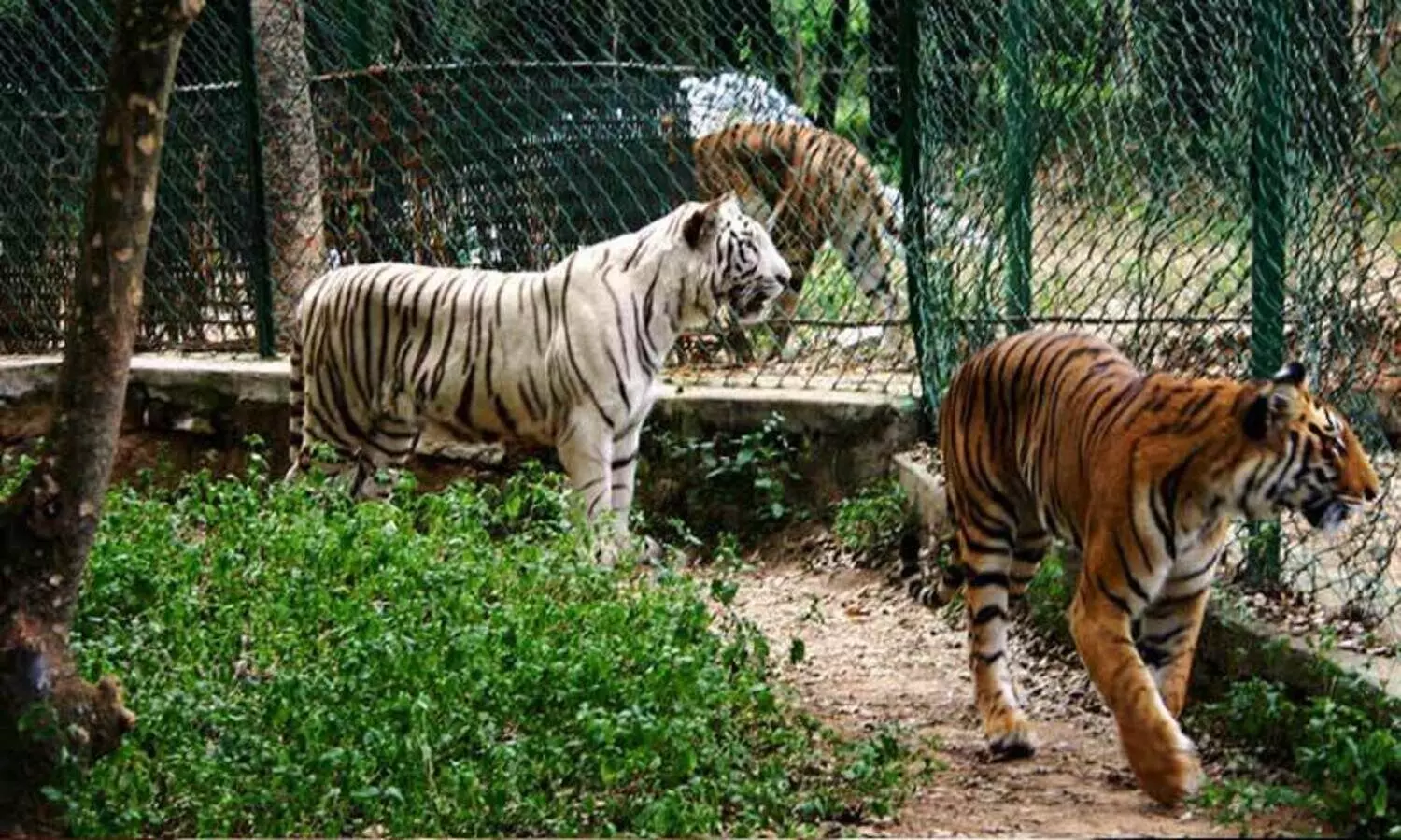 ബെന്നാര്‍ഘട്ട പാര്‍ക്ക് സന്ദര്‍ശകര്‍ക്കായി തുറക്കും