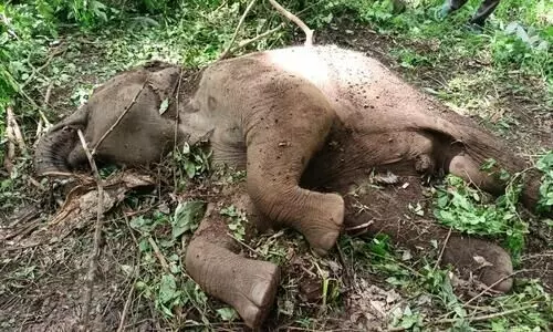 വയനാട് വന്യജീവി സങ്കേതത്തിൽ കാട്ടാന കുട്ടി ചരിഞ്ഞ നിലയിൽ വയനാട് വന്യജീവി സങ്കേതത്തിൽ കാട്ടാന കുട്ടി ചരിഞ്ഞ നിലയിൽ