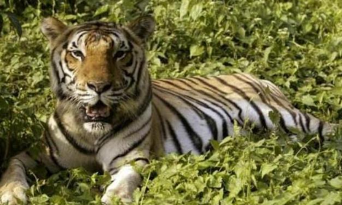 വെടിവയ്പില്‍ കടുവ കൊല്ലപ്പെട്ട സംഭവം:  വനംവകുപ്പ് ഉദ്യോഗസ്ഥനെ സസ്പെന്‍റ് ചെയ്തു