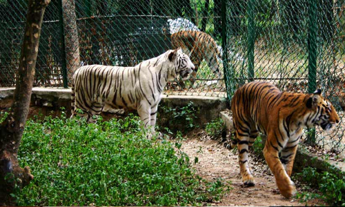 ബെന്നാര്‍ഘട്ട പാര്‍ക്ക് സന്ദര്‍ശകര്‍ക്കായി തുറക്കും