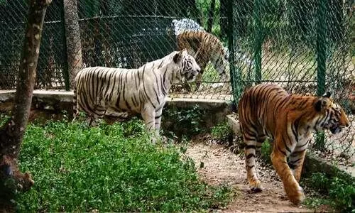 ബെന്നാര്‍ഘട്ട പാര്‍ക്ക് സന്ദര്‍ശകര്‍ക്കായി തുറക്കും