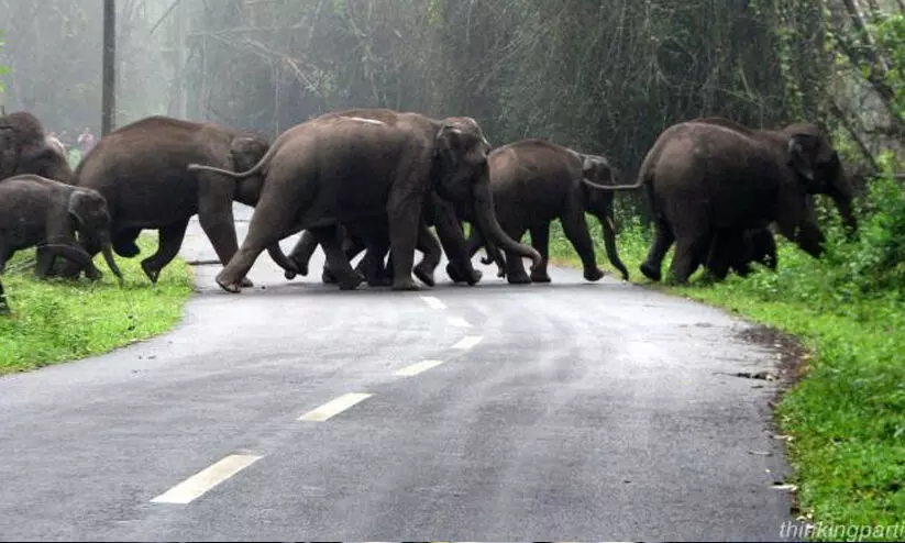 ടൂറിസം കേന്ദ്രങ്ങളിൽ സമ്പൂർണ വാക്സിനേഷൻ; ആദ്യഘട്ടം വയനാട്ടിലെ വൈത്തിരിയിലും മേപ്പാടിയിലും ടൂറിസം കേന്ദ്രങ്ങളിൽ സമ്പൂർണ വാക്സിനേഷൻ; ആദ്യഘട്ടം വയനാട്ടിലെ വൈത്തിരിയിലും മേപ്പാടിയിലും