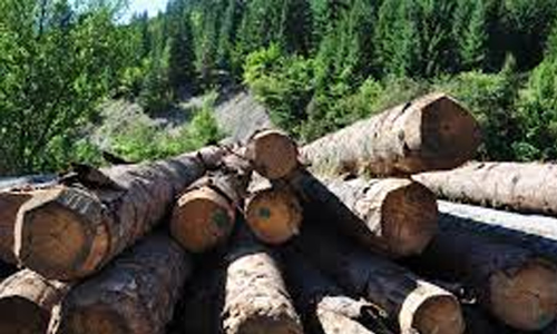 പട്ടയഭൂമിയിലെ മരംമുറി: നിയമോപദേശം തേടിയില്ലെന്ന് റവന്യൂ വകുപ്പ്