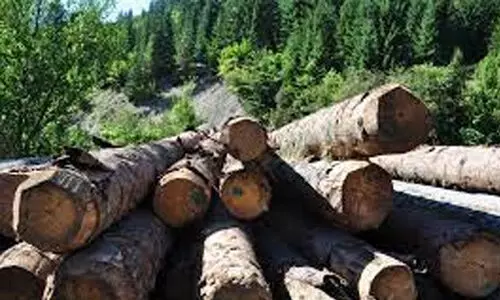 പട്ടയഭൂമിയിലെ മരംമുറി: നിയമോപദേശം തേടിയില്ലെന്ന് റവന്യൂ വകുപ്പ്