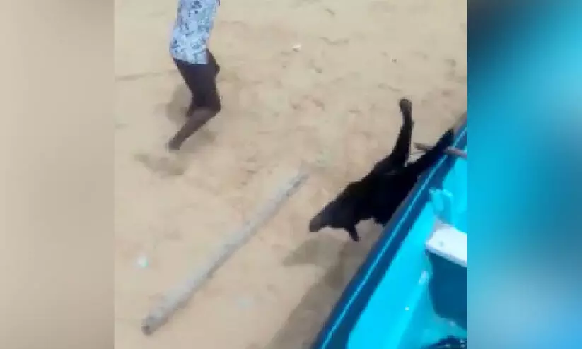 dog beaten to death