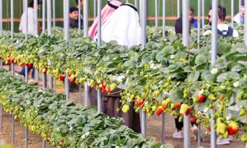 കാർഷിക​ത്തൊഴിലാളികളെ റിക്രൂട്ട്​ ചെയ്യാൻ അനുമതി