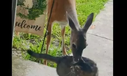 Cat kept coming home wet every day, the reason