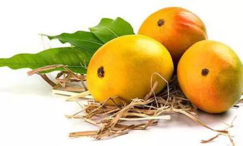 ലോക് ഡൗൺ ചതിച്ചു; മാങ്ങ വിൽക്കാനാകാതെ കർഷകർ