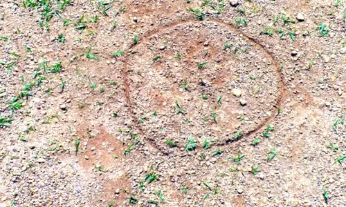 പടിയൂരിൽ പുലിയിറങ്ങി?