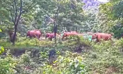 wild elephants