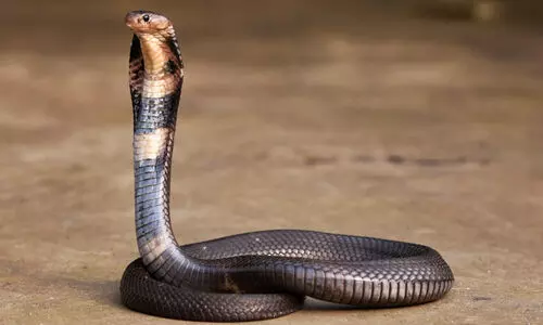 പാമ്പിനെ കൊണ്ട് കടിപ്പിച്ചുള്ള കൊലകൾ പുതിയ ട്രെൻഡായി മാറുന്നുവെന്ന് സുപ്രീംകോടതി