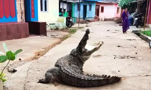 കർണാടകയിലെ ഗ്രാമത്തിൽ മുതലയിറങ്ങി; ദൃശ്യങ്ങൾ വൈറൽ