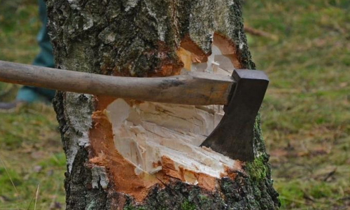 വനം-റവന്യൂ ഒത്താശ; ഉത്തരവ്​ പിൻവലിച്ചശേഷവും നാല്​ ജില്ലകളിൽ മരം മുറിച്ചു