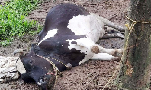ക​ന്നു​കാ​ലി ഫാ​മി​ൽ ആ​ക്ര​മ​ണം പ​ശു ച​ത്തു
