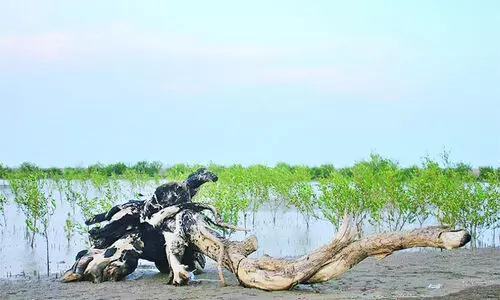 ഖോർ അൽ ഖുറയിം, ദേശാടന പക്ഷികൾക്ക് പ്രിയപ്പെട്ടയിടം ഖോർ അൽ ഖുറയിം, ദേശാടന പക്ഷികൾക്ക് പ്രിയപ്പെട്ടയിടം