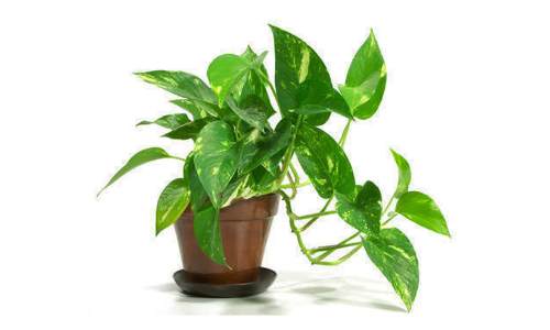 Money Plant