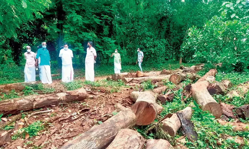 ചളവറയിലെ മരംമുറി: ഒത്തുകളിച്ച്​ അ​ധികൃതർ