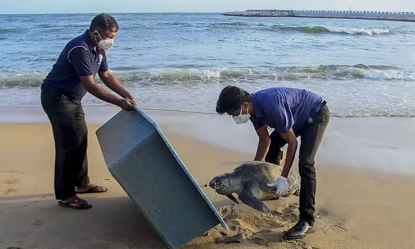 Hundreds of dead turtles wash ashore in Sri Lanka after cargo ship sinking