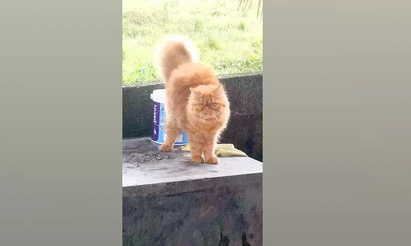 പൂച്ചയെ കാണാനില്ലെന്ന് പരാതി