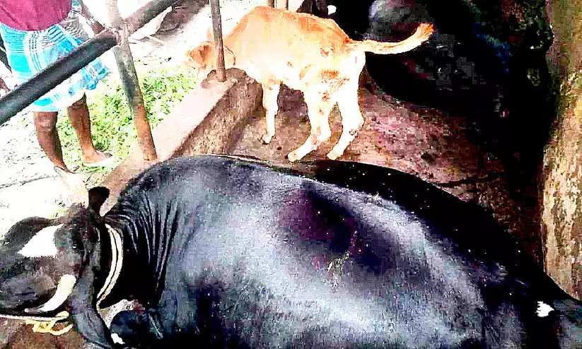 മിന്നലേറ്റ് പശുക്കൾ ചത്തു