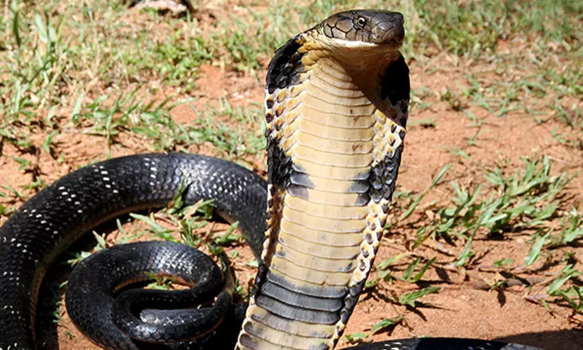 രാജവെമ്പാല കടിച്ചാൽ ആശുപത്രിയിൽ പോയിട്ട് കാര്യമില്ലേ ​? വസ്​തുത ഇതാണ്​:  പാമ്പ്​ കടിയേറ്റാൽ ചെയ്യേണ്ട കാര്യങ്ങൾ ഇവയാണ്​