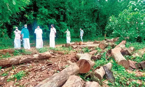 ചളവറയിലെ മരംമുറി: ഒത്തുകളിച്ച്​ അ​ധികൃതർ