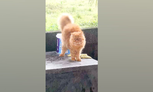 പൂച്ചയെ കാണാനില്ലെന്ന് പരാതി