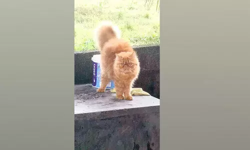 പൂച്ചയെ കാണാനില്ലെന്ന് പരാതി